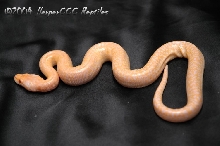 Albino Granite