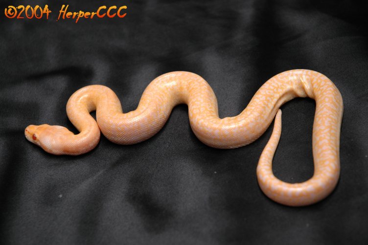 Albino Granite-b