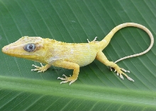Albino Cuban Knight Anole