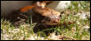 Female Borneo STP