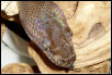 Male Papuan Head Shot