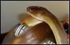 Male Papuan Python