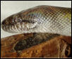 Female Papuan Head