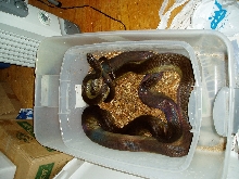 Female Papuan