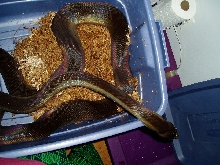 Male Papuan