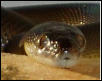 Male Water Python