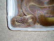 Male Papuan in Hide Box