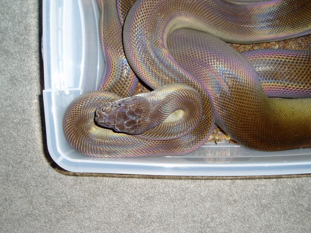 Male Papuan in Hide Box
