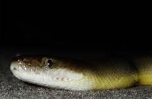 Water Python Head Shot