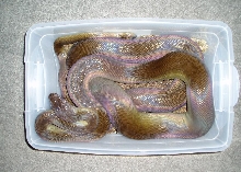 Male Papuan in Hide Box Part Deux
