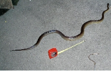 Size Shot---Male Water Python
