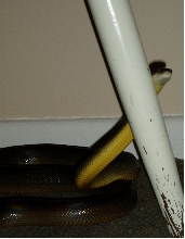 Male Water Python--Color Shot