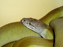 Papuan Male