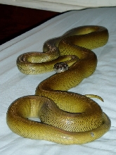 Papuan Female, body-shot