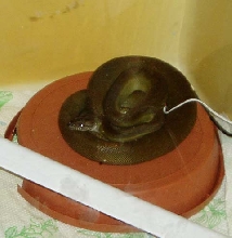 Papuan Basking