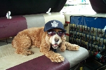 curly loves the leafs