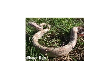 ghost boa constrictor
