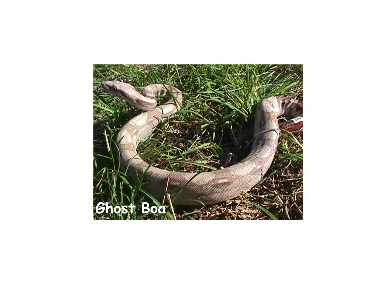 ghost boa constrictor