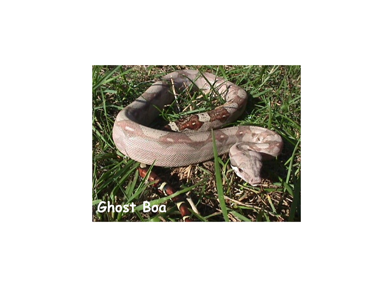 Ghost Boa Constrictor