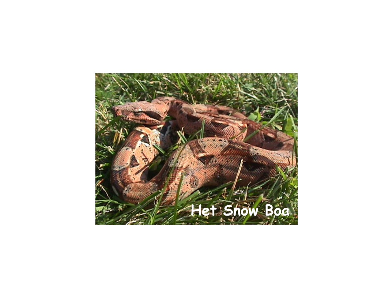 Het Snow Boa