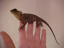Mountain Dragon male