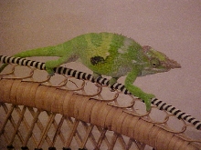 Fischers male