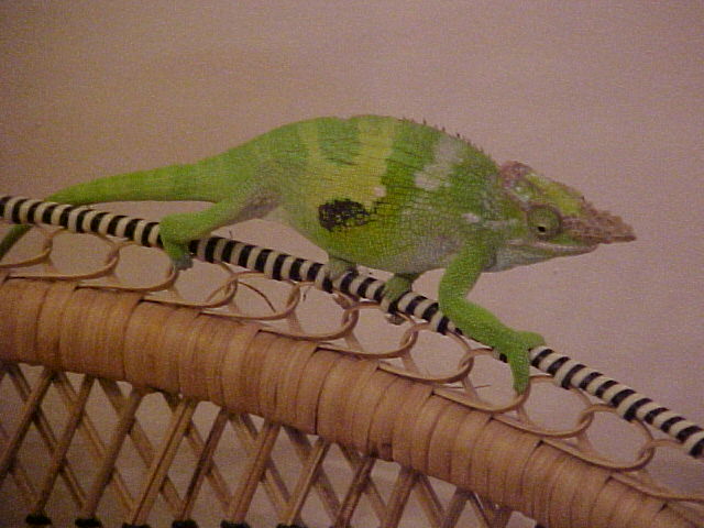 Fischers male