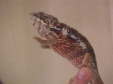 Male panther