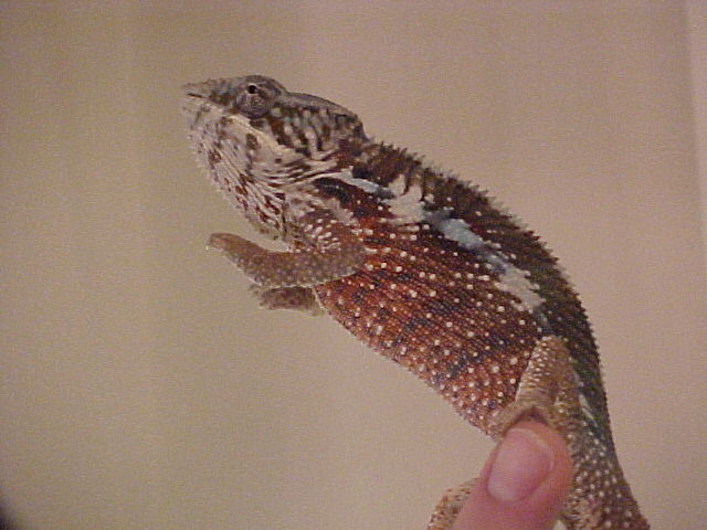 Male panther