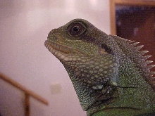 Head shot