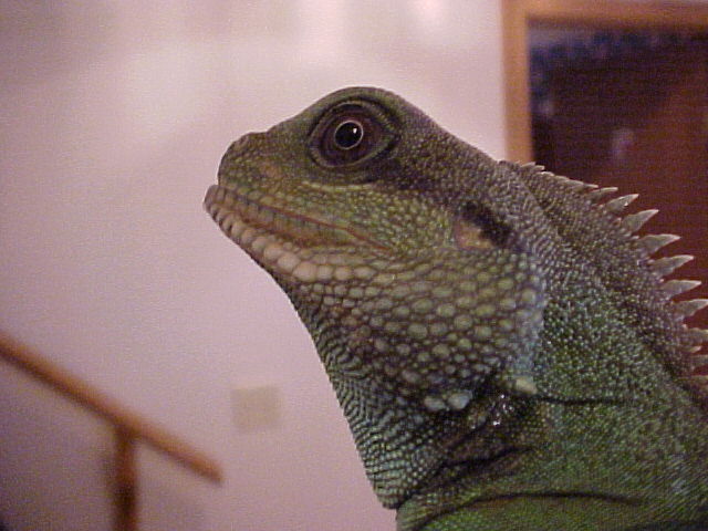 Head shot