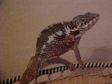 Panther