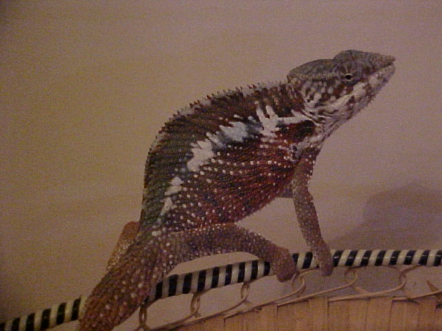 Panther