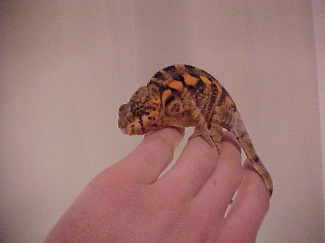 rainbow female