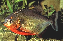 Red Bellied Pirhana