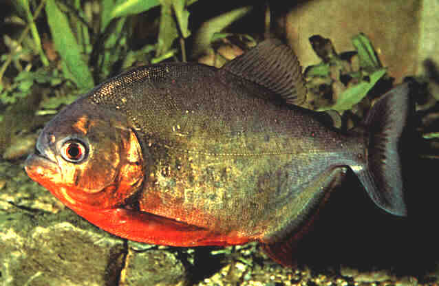 Red Bellied Pirhana