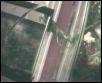 Green Iguana