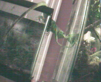 Green Iguana