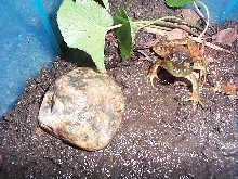 Captured Green Frog