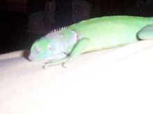 Ziggy