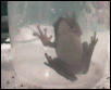 Green Treefrog