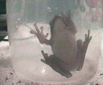 Green Treefrog