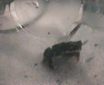 Euro Green Toad
