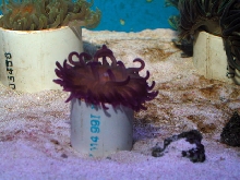 Saltwater - Austin Aquariums