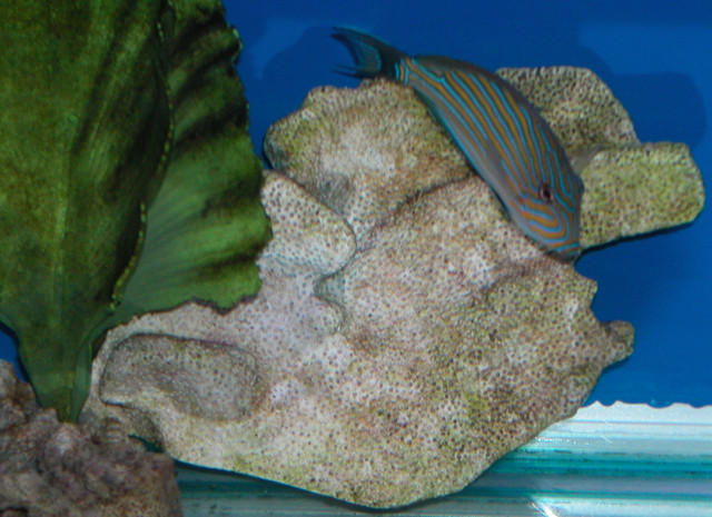 Saltwater Photos