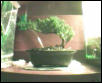 Bonsai Tree