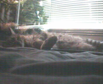 Kitty
