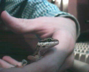 Leopard Gecko