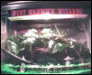 Breeding Firebelly Tank