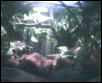 Treefrog Tank 1